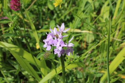 <i>Dactylorhiza fuchsii</i>