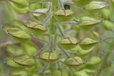 <i>Lepidium campestre</i>