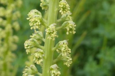 <i>Reseda luteola</i>
