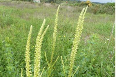 Reseda luteola