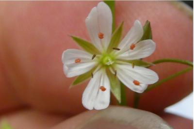 <i>Stellaria graminea</i>