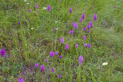 <i>Anacamptis pyramidalis</i>