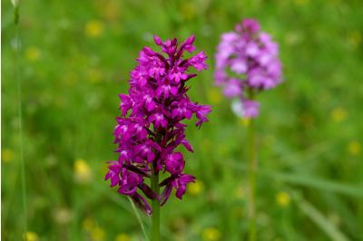 <i>Anacamptis pyramidalis</i>