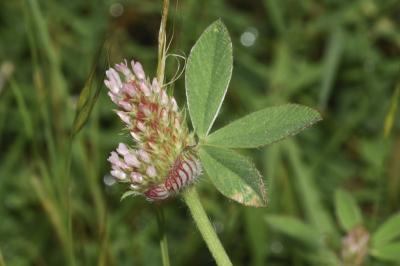 <i>Trifolium striatum</i>