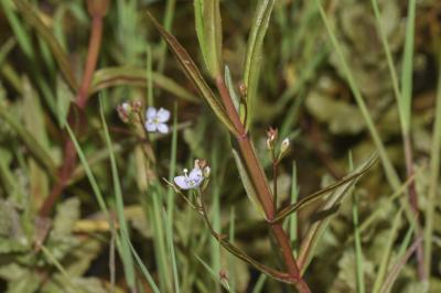 <i>Veronica scutellata</i>