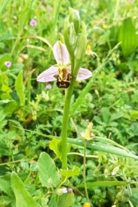 <i>Ophrys apifera</i>