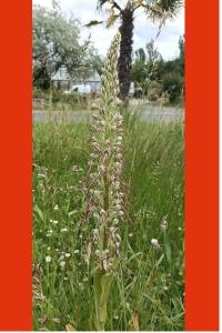 <i>Himantoglossum hircinum</i>