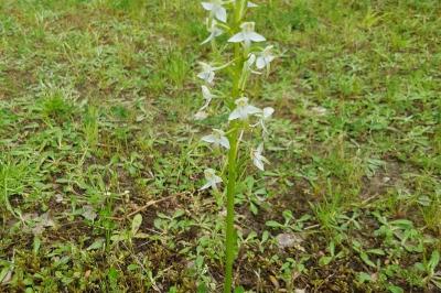 <i>Platanthera chlorantha</i>
