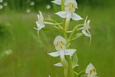 <i>Platanthera chlorantha</i>