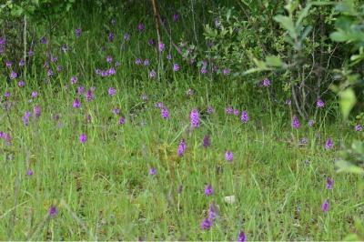 <i>Anacamptis pyramidalis</i>