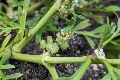 <i>Lepidium coronopus</i>