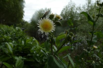 <i>Sonchus oleraceus</i>