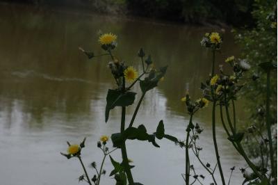 <i>Sonchus oleraceus</i>