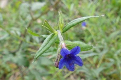 <i>Aegonychon purpurocaeruleum</i>
