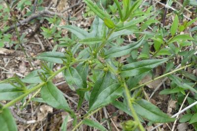<i>Aegonychon purpurocaeruleum</i>