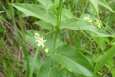 <i>Vincetoxicum hirundinaria</i>