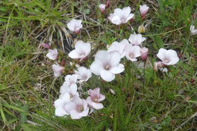 <i>Linum appressum</i>