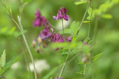 <i>Lathyrus niger</i>