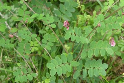 <i>Lathyrus niger</i>