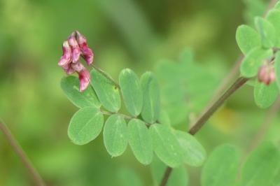 <i>Lathyrus niger</i>