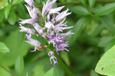 <i>Orchis simia</i>