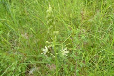 <i>Loncomelos pyrenaicus</i>