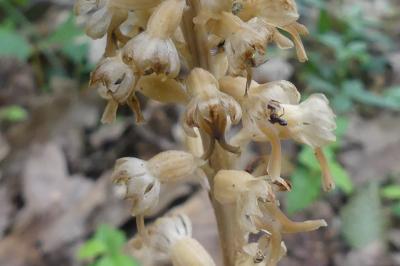 <i>Neottia nidus-avis</i>