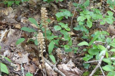 <i>Neottia nidus-avis</i>