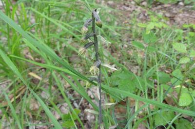 <i>Epipactis microphylla</i>