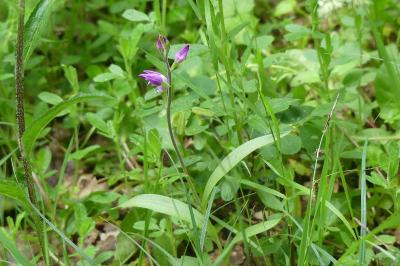 <i>Cephalanthera rubra</i>