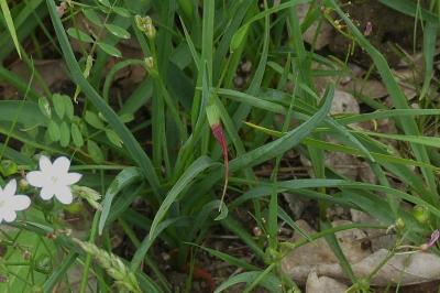 <i>Simethis mattiazzii</i>