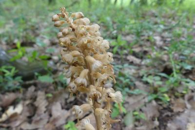 <i>Neottia nidus-avis</i>
