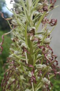 <i>Himantoglossum hircinum</i>