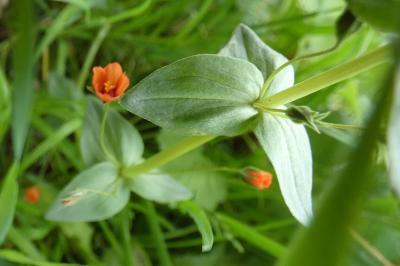 <i>Lysimachia arvensis</i>