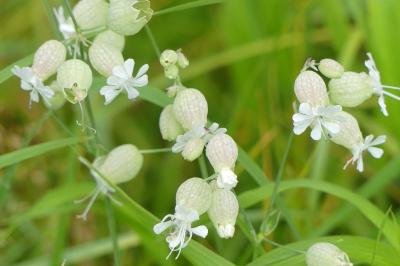 <i>Silene vulgaris</i>