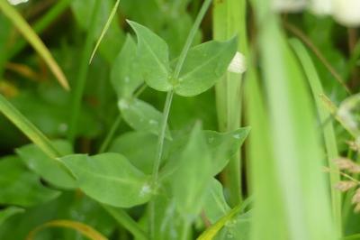 <i>Silene vulgaris</i>