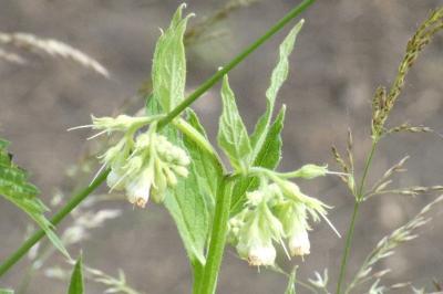 <i>Symphytum officinale</i>