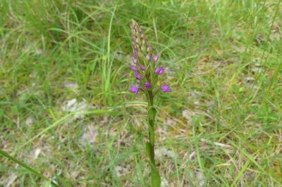 <i>Gymnadenia conopsea</i>