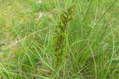 <i>Neottia ovata</i>