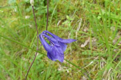 <i>Aquilegia vulgaris</i>