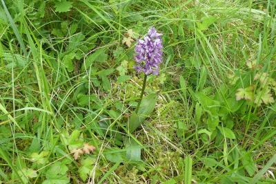 <i>Orchis militaris</i>
