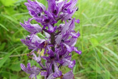 <i>Orchis militaris</i>
