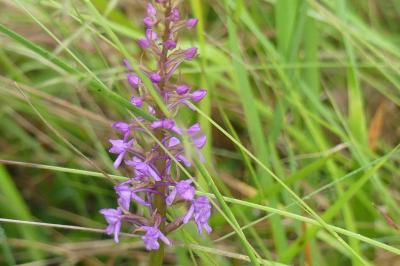 <i>Gymnadenia conopsea</i>