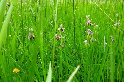 <i>Ophrys apifera</i>