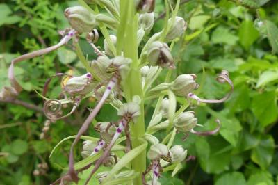 <i>Himantoglossum hircinum</i>