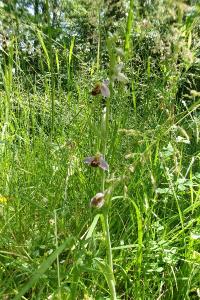 <i>Ophrys apifera</i>