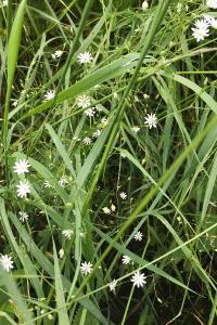 <i>Stellaria graminea</i>