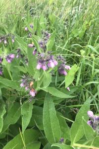 <i>Symphytum officinale</i>