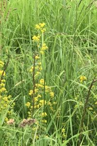 <i>Galium verum</i>