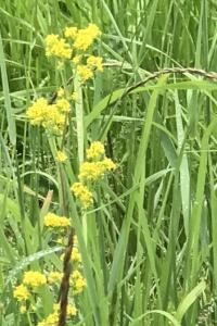 <i>Galium verum</i>